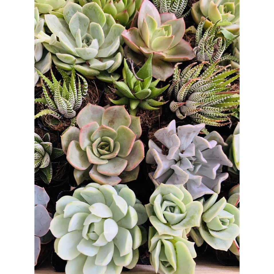 SEN ĐÁ SIZE BẦU, SEN BẦU - ĐA DẠNG, NHIỀU MÀU - THUẦN KHÍ HẬU NÓNG