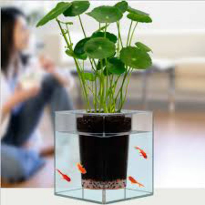 10 Cây thủy sinh sen dù | rau má đồng tiền dễ trồng không cần co2