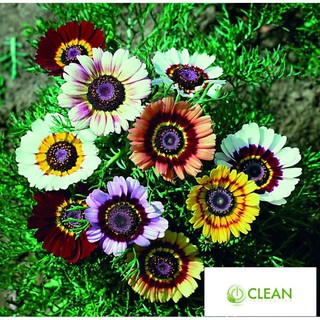 Hạt giống  hoa cúc chi mix 50 hạt