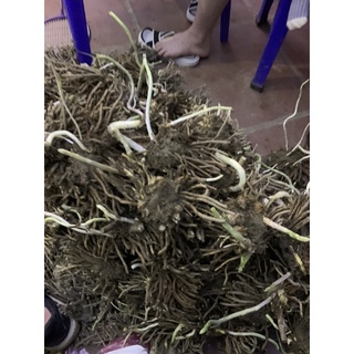10 gốc măng tây  nhỏ mua 10 tặng 2