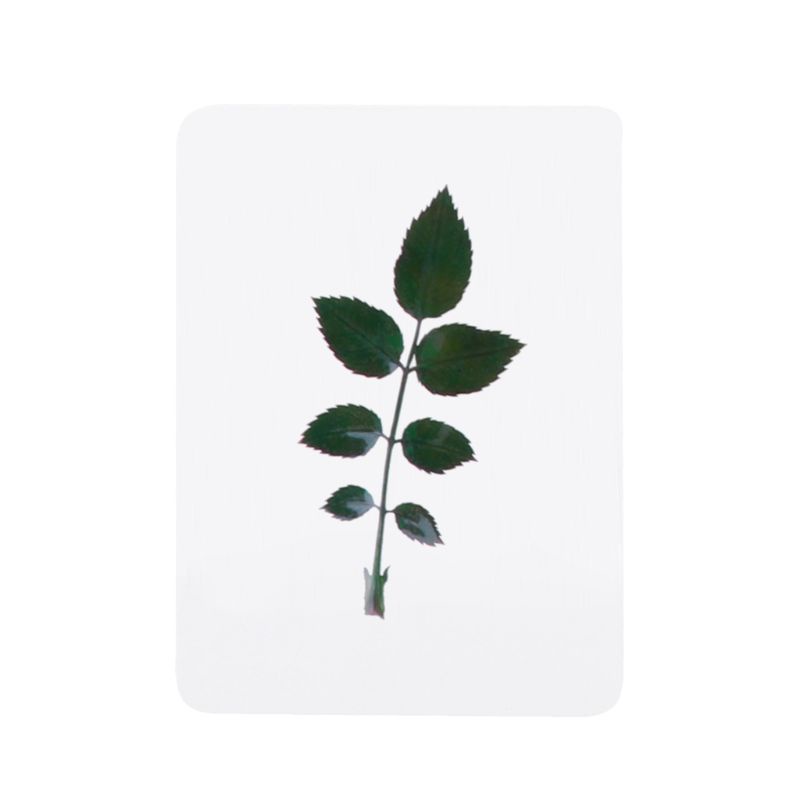 Bộ mẫu hoa và lá ép khô hỗn hợp dùng làm trang sức resin epoxy