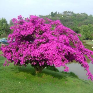 Cây 🌲 Hoa giấy leo hồng cánh sen