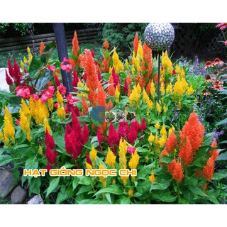 Hạt Giống Hoa Mào Gà Lửa Mix - 100 Hạt