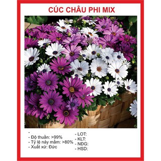 Combo hạt giống 200k