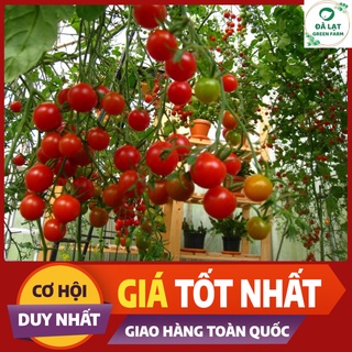 🍅Hạt giống Cà Chua Bi Chùm_30 Hạt🍅