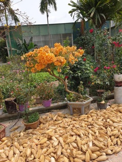 Cây 🌲 Hoa giấy vàng cam ( siêu hoa)
