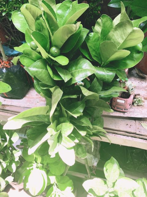 Bưởi da xanh  siêu sớm