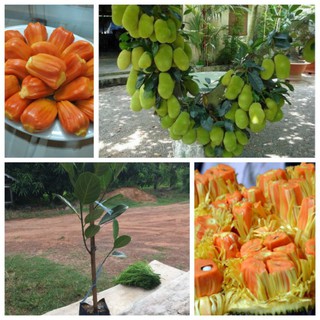 Cây mít ruột đỏ giống siêu sớm