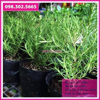 Hạt giống cây hương thảo