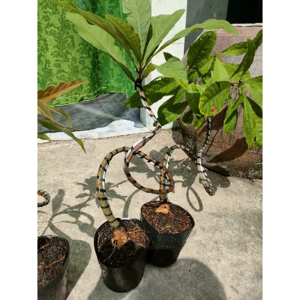 Cây Lộc vừng bonsai mini