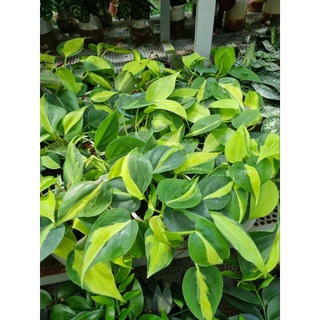 Cây Philodendron hederaceum
