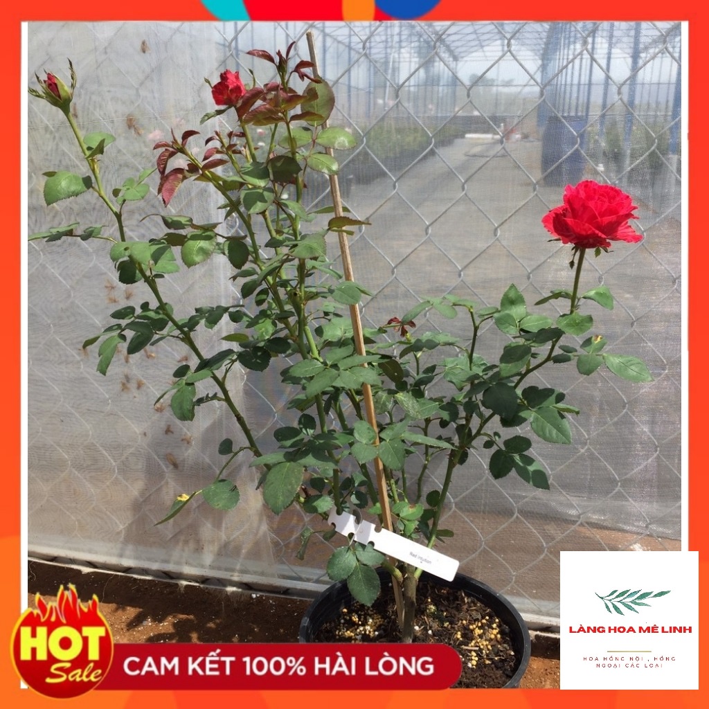 Hoa hồng bụi Red Intuition rose[️ĐỘT BIẾN ️]- đỏ sọc, đỏ sẫm. loại hoa hồng này có khoảng 31 đến 39 cánh hoa, mùi thơm