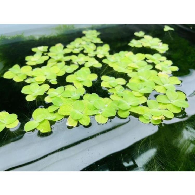 Phần 1 nhánh bèo cái lọc nước rễ dài trang trí bể thủy sinh, cá, tép, tiểu cảnh, hòn non bộ