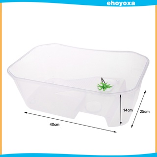 Hộp Nuôi Bò Sát / Bò Sát / Thằn Lằn / Bò Sát / Bò Sát Bằng Nhựa Hình Cây Dừa