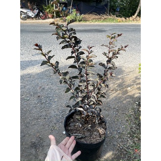 Tường vy đỏ huyết long-vườn của boss