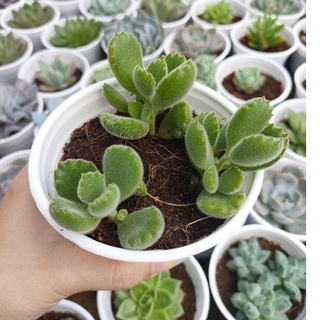 Sen đá tay gấu cute size trung - vườn đà lạt