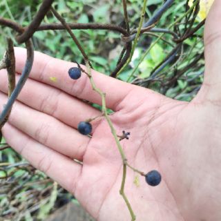 Hạt Giống Sương Sâm Lá Trơn