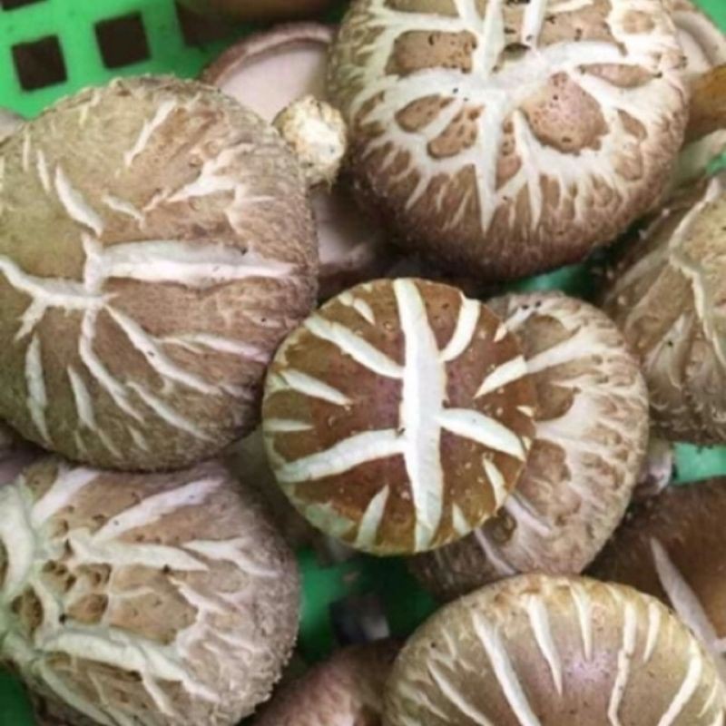 500g nấm đông cô