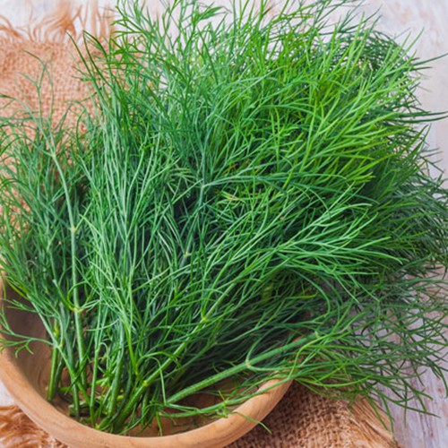 Hạt giống Thì là gói