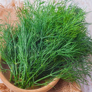 Hạt giống Thì là gói