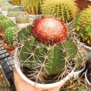 Xương Rồng Melo Lớn