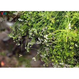 Nước tinh chất Mùi già - Nước tắm giao thừa Lọ 100ml | BigBuy360 - bigbuy360.vn