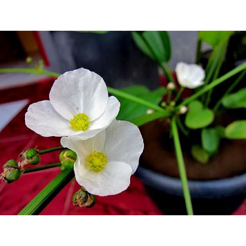 Cây bách thuỷ tiên-cây trang trí-cây thuỷ sinh