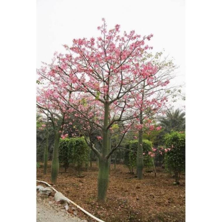 cây MỸ NHÂN - HOA CỰC ĐẸP, ĐỘC, LẠ - Cây giống gửi đi nguyên bầu , cây đẹp, giống chuẩn