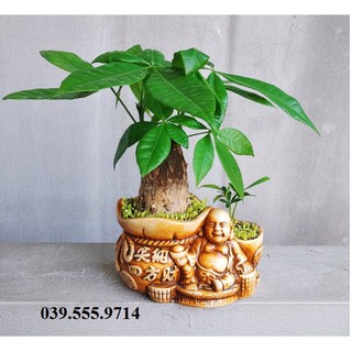 Chậu Cây Kim Ngân Tài Lộc - Cây Phong Thủy để bàn, Cây nội thất