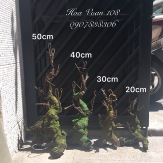 Gốc cây hoa mai hoa đào