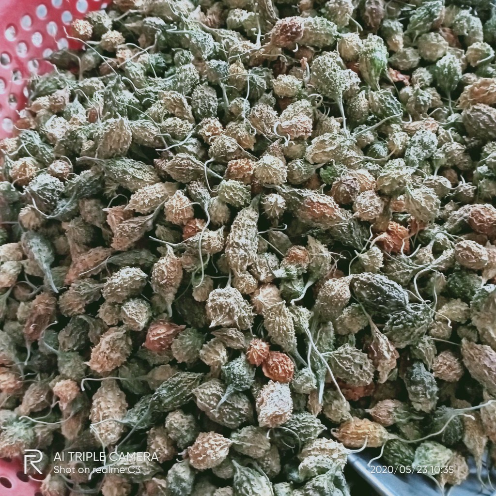 Khổ qua rừng ( mướp đắng rừng ) nguyên trái loại đặc biệt | BigBuy360 - bigbuy360.vn