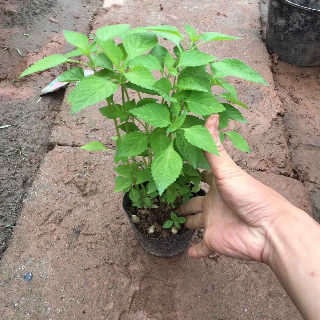 Cây Rau Kinh Giới Trồng Sẵn Cao 25cm Tán Xum 3 Cây