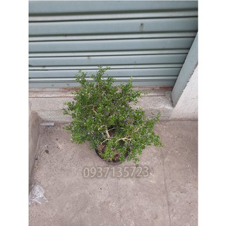 CÂY LINH SAM -CAO TỪ  20-35 CM