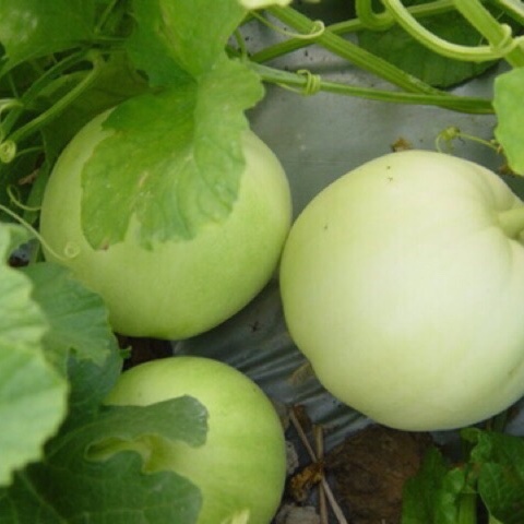 Hạt giống dưa lê, dưa thơm siêu trái, dễ trồng