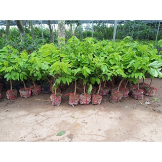 Cây na dứa đài loan choai
