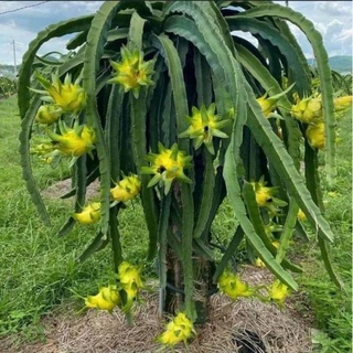 5 cành giống thanh long vỏ vàng hàng chuẩn