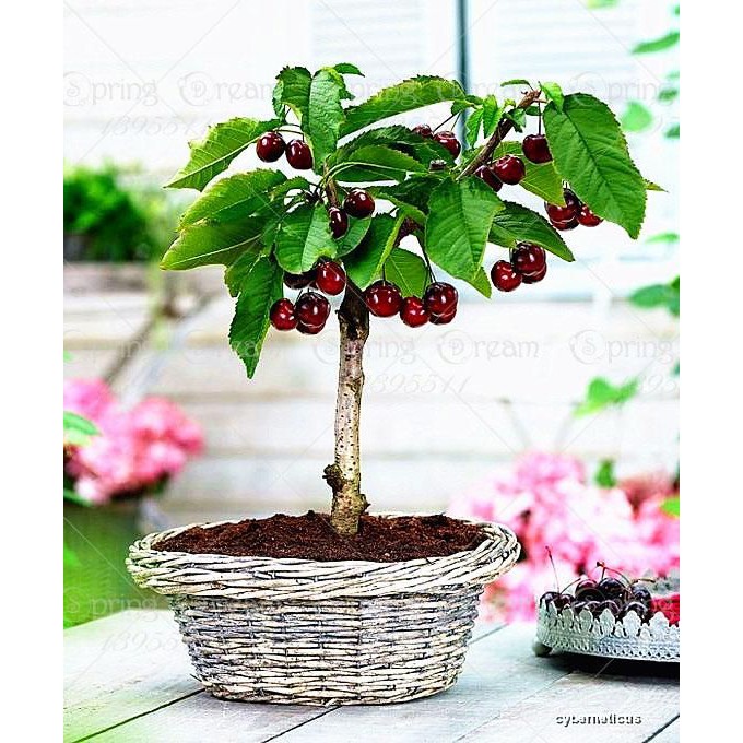 CÂY GIỐNG CHERY BRAZIL