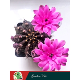 Xương rồng Gymnocalycium Anisitsii