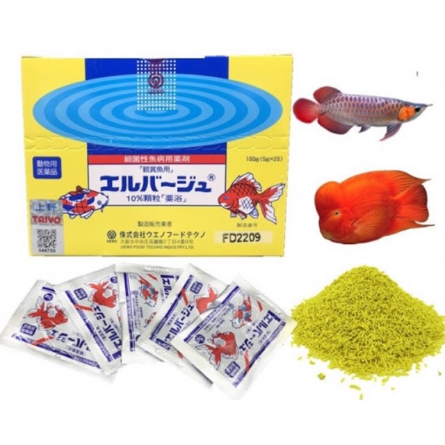 Dưỡng cá tetra Nhật