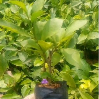 Cây giống Hoa Nhài Nhật đổi màu