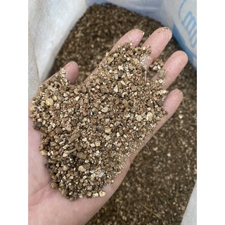 Đất ấp trứng bò sát