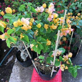 Bông giấy vàng siêu bông