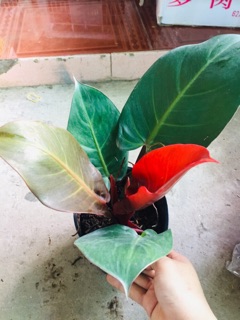 ĐẾ VƯƠNG ĐỎ