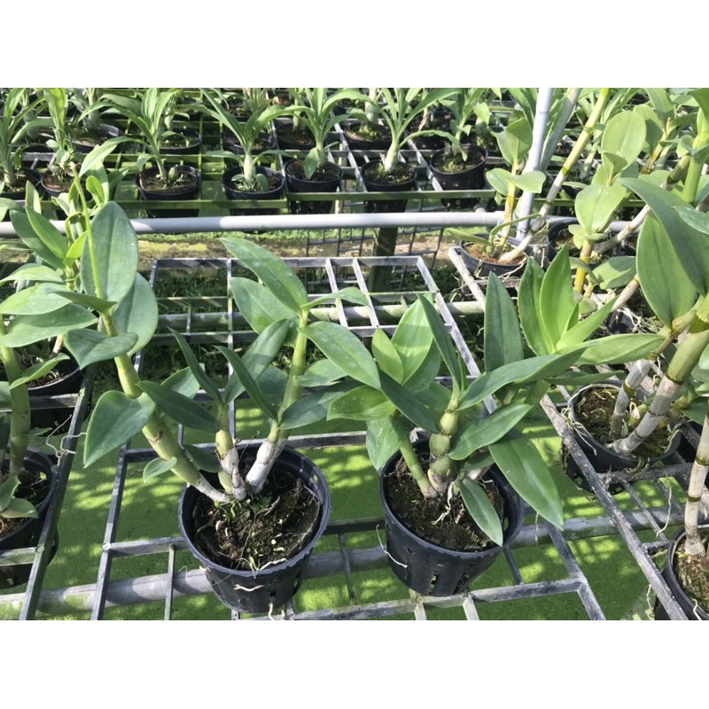 Chớp chuồng xổ 5%