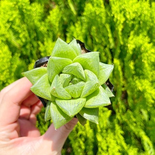 Sen đá ngọc lá dài 5-7cm