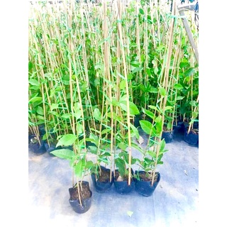 Cây mai xanh thái (ảnh thật số 2) cao 1m.