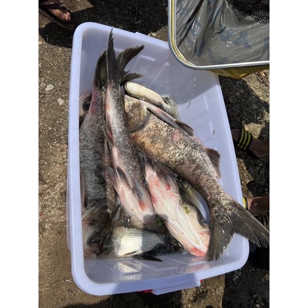 Mồi Câu Cá Mè Siêu Nhạy