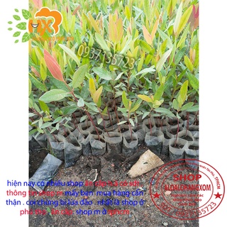 cây bạch đàn đỏ cây giống -combo 50 cây