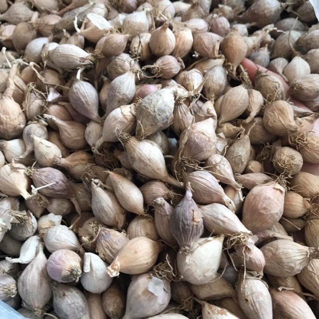 Tỏi cô đơn- tỏi Lào 