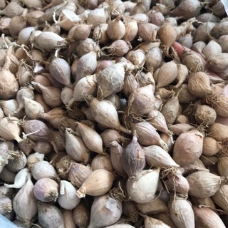 Tỏi cô đơn- tỏi Lào 